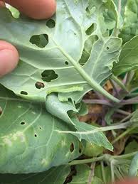 Why does my indoor plant have bugs? What Is Eating My Cabbage Plants Cabbage Plant Garden Pests Plant Pests