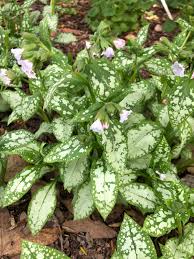 Image result for Boraginaceae