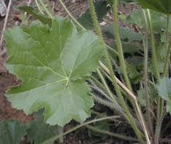 Image result for Ficalhoa laurifolia