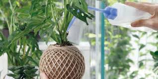 6 Tips Jitu Merawat Tanaman Monstera Dalam Rumah Biar Daunnya Bisa Lebar Tanaman Desain Bunga Bunga