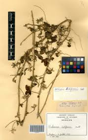 Image result for Hibiscus sidiformis