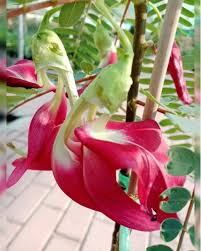 Image result for Sesbania grandiflora