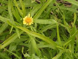 Image result for Pascalia glauca