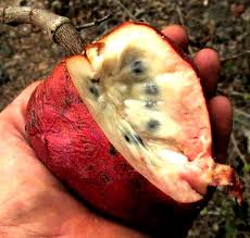 Image result for Annona reticulata