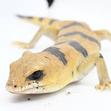 トカゲ種紹介】ピーターズバンデットスキンク | ペットショップ・かわいいいきものたち