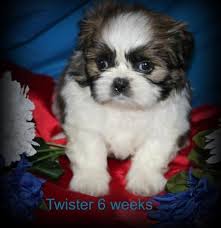 Yes potty trained, registration papers, veterinarian examination, health certificate, health guarantee, pedigree, travel crate. Shih Tzu Puppy For Sale Adoption Rescue For Sale In Montreal Missouri Classified Americanlisted Com