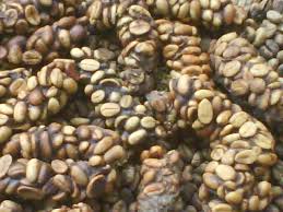 Nescafe Icmek Yani Kedi Diskisi Yemek Haram Mi Kizlarsoruyor