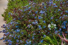 Image result for Plumbago
