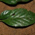 Image result for Mostuea brunonis