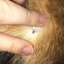 Tick Or Skin Tag Lump Appeared On My Cat Cant See A Head Or Any Legs Doesnt Move Or Flop Around A Point Seems Very Set In The Skin But I Cant