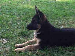 German Shepherd Puppy Profile German Shepherd Puppies Shepherd Puppies German Shepherd