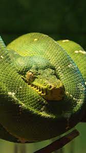 Animal Emerald Tree Boa 1080x1920 Mobile Wallpaper Emerald Tree Boa Animals Wallpaper