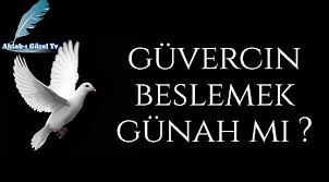 Guvercin Beslemek Gunah Mi Yararli Bilgiler Haberin Merkezi Turkiyemnethaber Com
