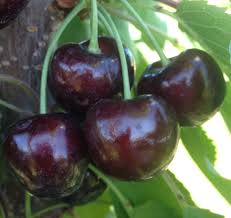 Pollination partner cherry varieties in our catalogue Cherry Varieties Bc Tree Fruit Production Guide