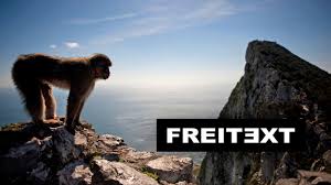 Gibraltar affen wild monkeys on the rock of gibraltar. Der Affe Entscheidet Freitext