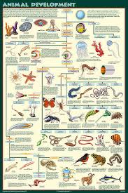 Animal Development Chart Show All Major Groups