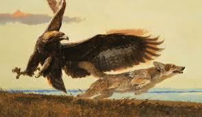 Birds Of Prey Playing Near Me Pin On Birds