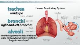 what is an organ system definition pictures video