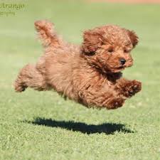 Miniature poodle puppies were especially popular as laptops to keep the nobility warm in drafty castles. Red Head Heaven Poodles Toy Poodle Breeders In Southern California