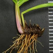Как да убия bahia grass? Bahiagrass In Alabama Alabama Cooperative Extension System