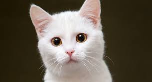 Marie the white kitten similar characters. White Cat Facts Eight Reasons All White Cats Are Special