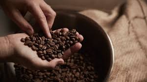 Coffee Fruit Coffee Berry Nutrition And Health Benefits