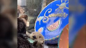 Get the chance to book your visit starting next week on aug 16 2021. Clamsicles And Cool Treats Vancouver Aquarium Otters Try To Beat The Summer Heat Ctv News