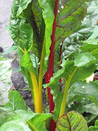 We did not find results for: Bright Lights Swiss Chard Beta Vulgaris Bright Lights In Wilmette Chicago Evanston Glenview Skokie Winnetka Illinois Il At Chalet Nursery
