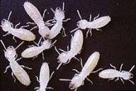 Termite - Wikipedia