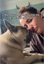 Sam The Dog Man Frenchie