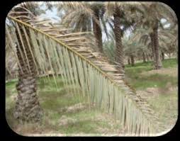 Introduction of date palm leaf blight disease