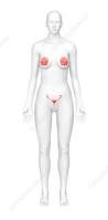 Image result for female sex organ