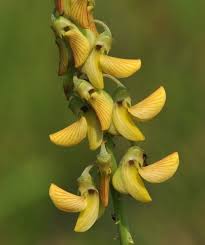 Image result for Crotalaria reptans