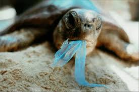 These 5 Marine Animals Are Dying Because Of Our Plastic Trash Here S How We Can Help Great Pacific Garbage Patch Marine Animals Ocean Pollution