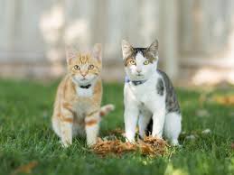 29.11.2018 · while most gardeners have heard the excellent medicinal and culinary uses of dandelion, plantain and purslane, cat's ear is an oftentimes overlooked. How To Treat Ringworm In Cats