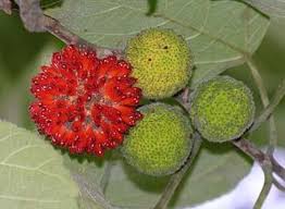 Image result for Broussonetia