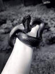 Female Mexican Black Kingsnake Lampropeltis Getula Nigrita Mexican Black Kingsnake Pet Snake Black Rat