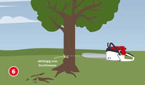 Einen baum zu fällen, ist durchaus komplex. Baum Im Eigenen Garten Fallen Ratgeber Auf Hagebau At