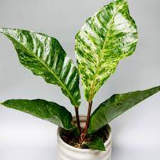 Anthurium Variegated By Plant Circle Anthurium Plant Anthurium Plants