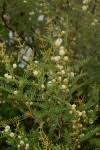 Image result for Acacia arenaria