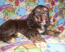 Happytail puppies is a close knit group of friends and families that are committed to breeding and adopting out the healthiest and happiest puppies. Wallburg Nc American Cocker Spaniel Davidson County North Carolina Miniature Poodles