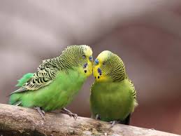 Die bunten farben des gefieders, der schöne gesang und die flugfähigkeit sind eigenschaften, die vögel zu ganz besonderen heimtieren machen. Vogel Gefunden So Gehen Sie Am Besten Vor Tasso