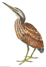 Image result for Burttia prunoides