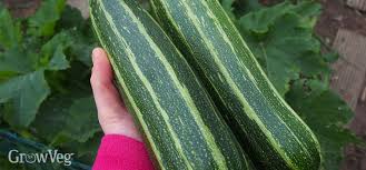 Summer squash can cross with many pumpkin and winter squash varieties, making it hard to keep varieties pure if you have limited space and want to grow. Mixing Up Summer Squash