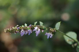 Image result for Isodon ramosissimus