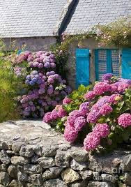 epingle par celeste galvao sur designing outdoors jardin d hortensia idees de jardin fleur idees jardin