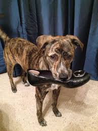 Boxador Lab Brindle Loves Stealing Shoes Boxer Mix Puppies Boxador Puppies Brindle Boxer