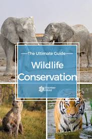 Wildlife Volunteer Wildlife Conservation Programs 2021 Volunteer World Wildlife Conservation Wildlife Conservation Projects Wildlife Travel