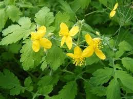 Chelidonium Majus Chelidoine Plantes Sauvages Plante Plantes Aromatiques Et Medicinales