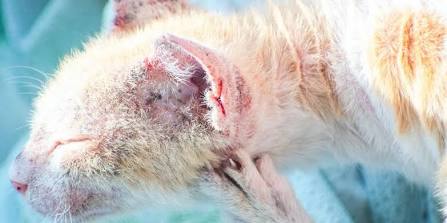 Severe skin inflammation and scabs associated with Flea Allergy Dermatitis (Source: Hardypaw.com), AI generated